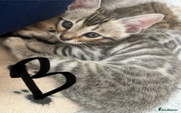 Bengal cats for sale: Bengal kittens  - Image 7