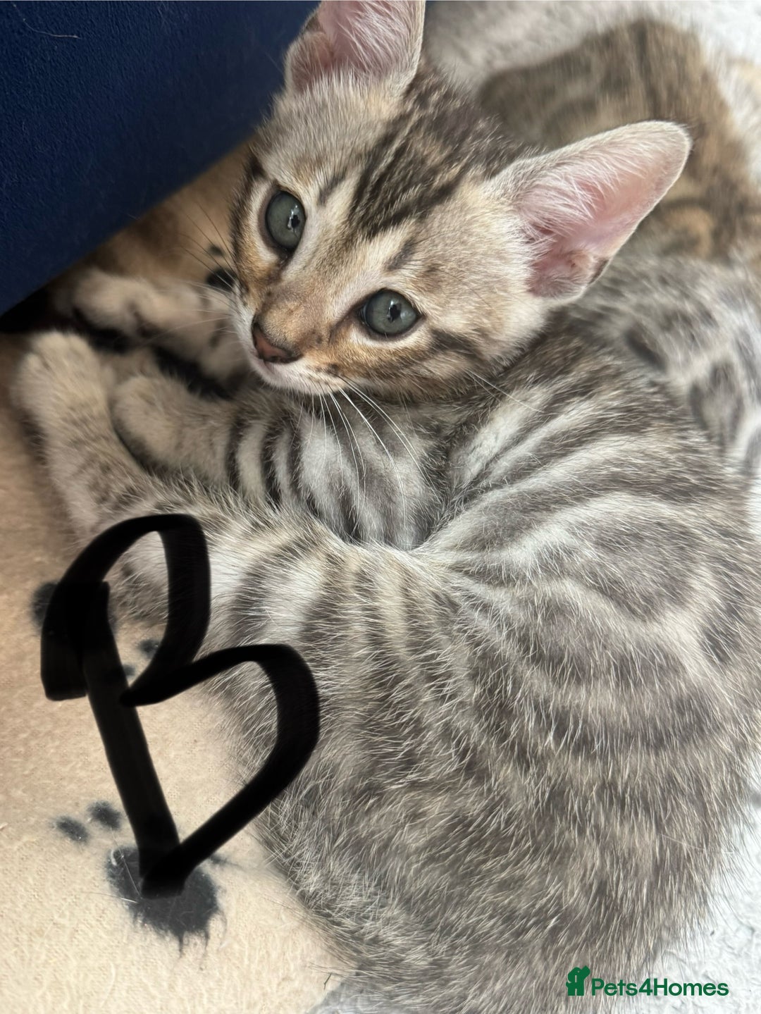 Bengal cats for sale: Bengal kittens  - Image 7