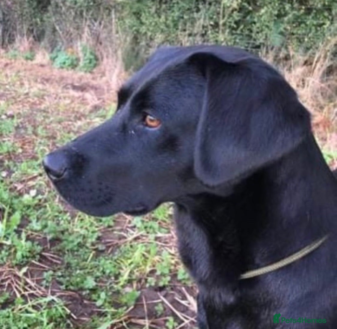 Labrador Retriever dogs Health Tested Working Labrador Retriever For Stud in Burton-on-Trent - Advert 9