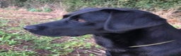 Labrador Retriever dogs for stud: Health Tested Working Labrador Retriever For Stud in Burton-on-Trent - Advert 1