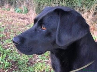 Labrador Retriever dogs in Burton-on-Trent - Advert 21