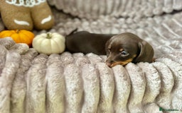 Dachshund dogs for sale: Dachshunds mini puppies   - Image 36