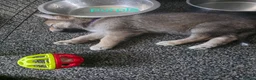 Shepsky dogs for sale: 9 shepsky puppies  - Advert 14