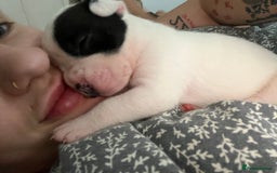 Mixed Breed dogs for sale: French bulldog cross American bulldog  - Image 12