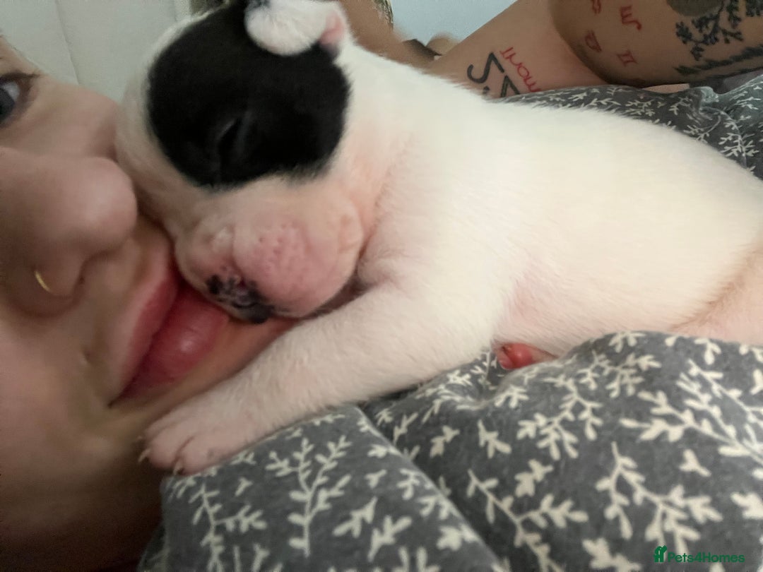 Mixed Breed dogs for sale: French bulldog cross American bulldog  - Image 12