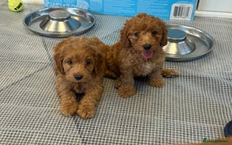 Cockapoo dogs for sale: 5 Adorable Fox Red & Apricot Cockapoo Puppies - Image 25