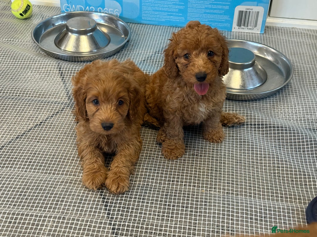 Cockapoo dogs for sale: 5 Adorable Fox Red & Apricot Cockapoo Puppies - Image 25