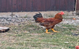 Chickens poultry for sale: Male and female chicken for sale  - Image 6