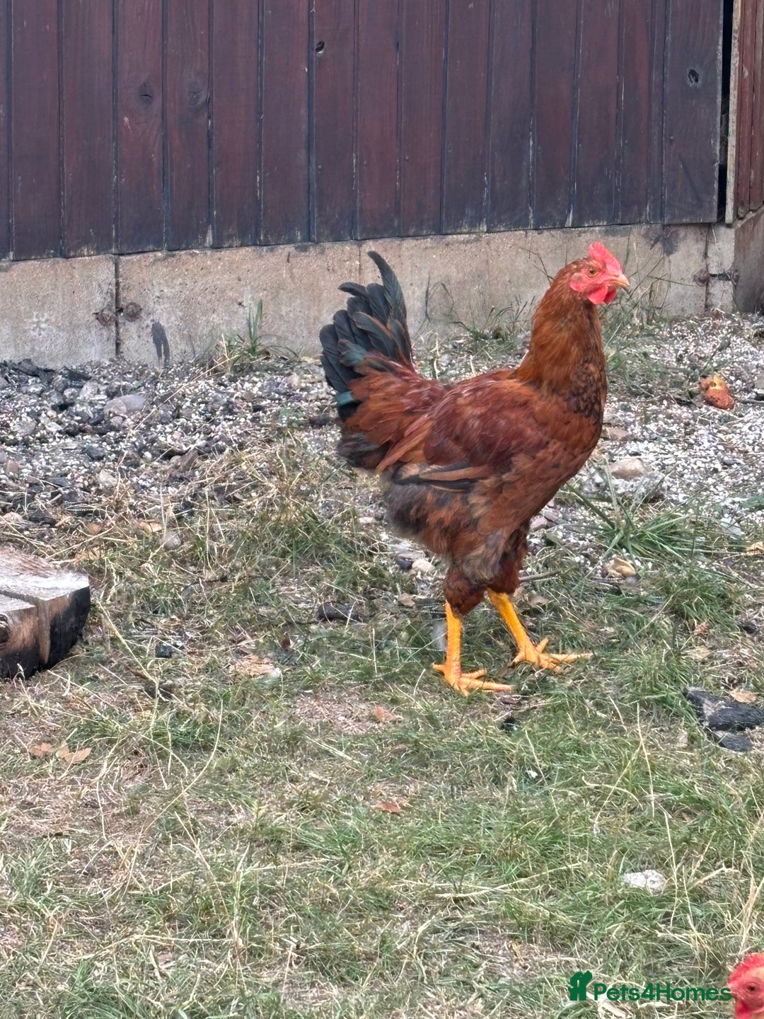 Chickens poultry for sale: Male and female chicken for sale  - Image 6