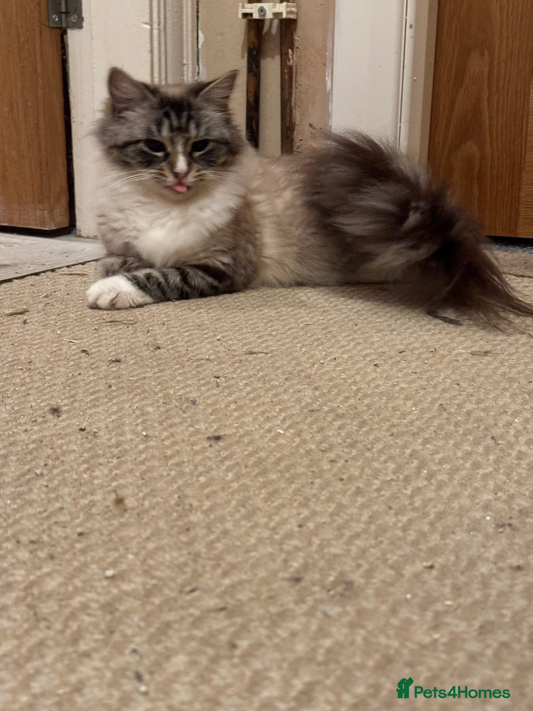 Ragdoll cats for sale: Ragdoll in Hull - Advert 5