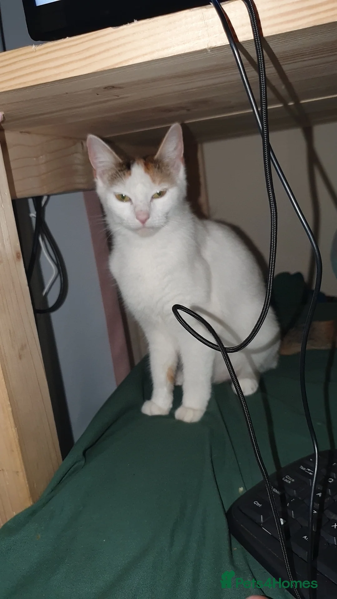 Mixed Breed cats for sale: 5 kittens for sale  in Nuneaton - Advert 1