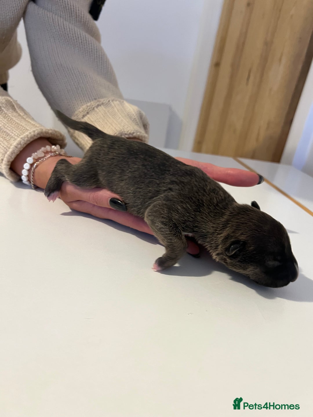 English Bull Terrier dogs for sale: Champion line EBT Puppies - Image 30