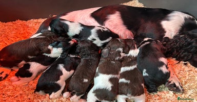 English Springer Spaniel dogs - Advert 15