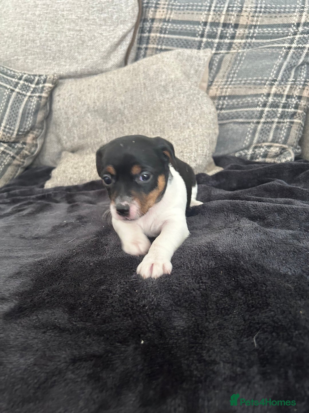 Jack Russell dogs for sale: Jack russel puppy’s  - Image 8