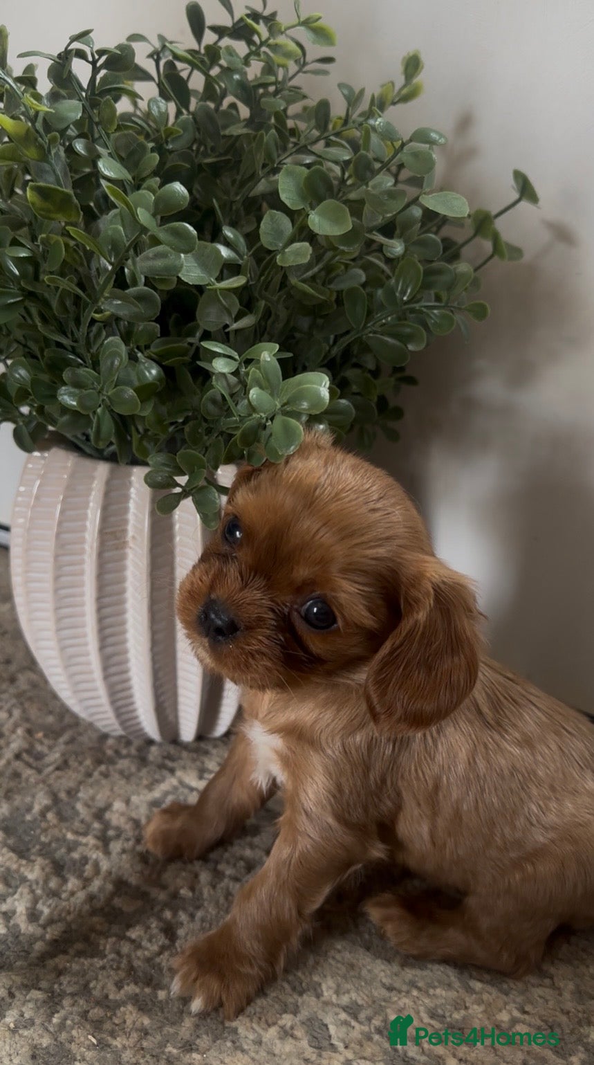 Cavalier King Charles Spaniel dogs Beautiful Cavalier King Charles Spaniel Puppies - Advert 12