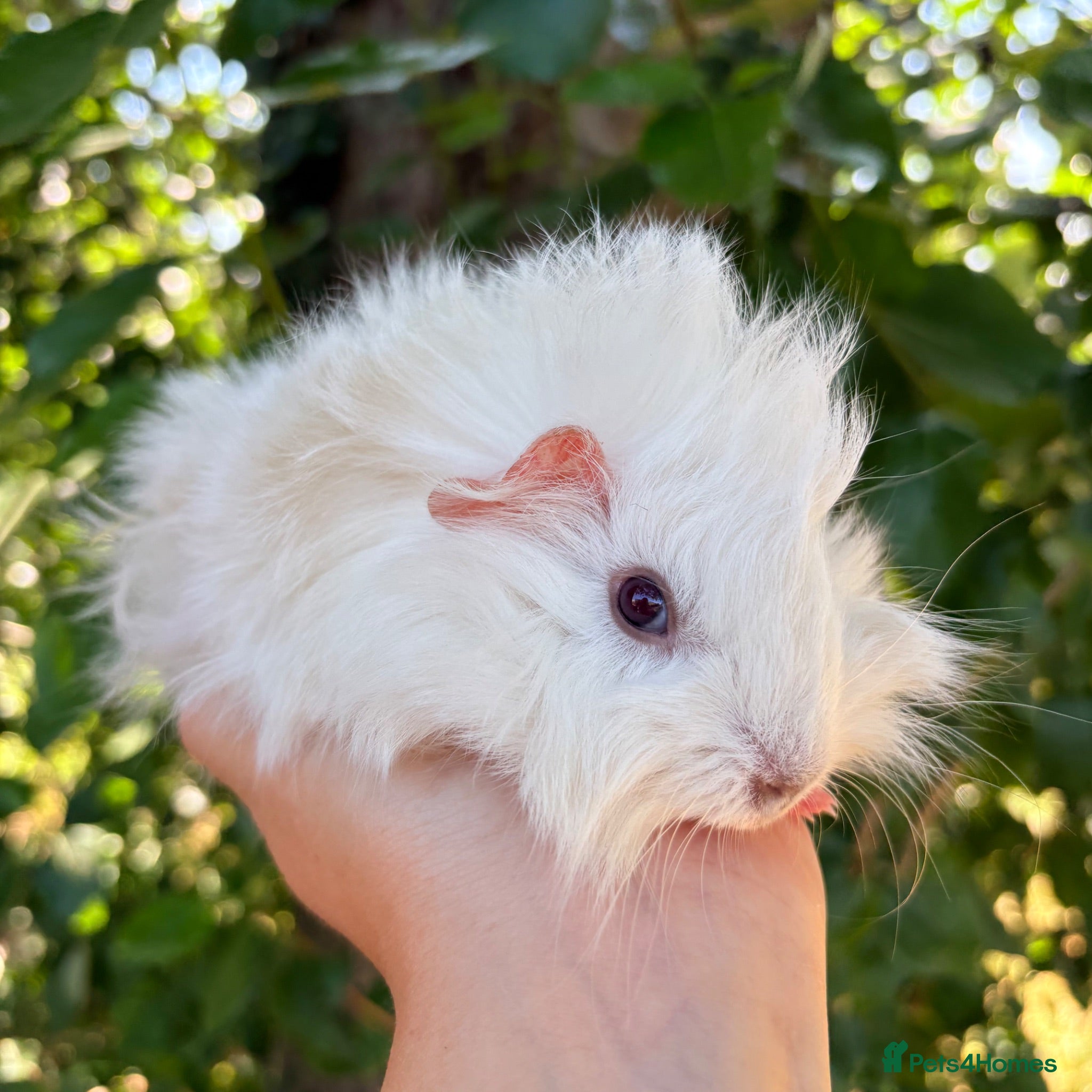 Guinea Pig rodents LOTS of Stunning Baby Girl Guinea Pigs 💗 - Advert 1