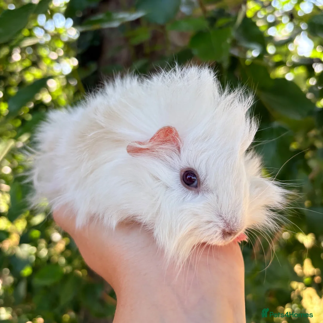 Guinea Pig rodents for sale: LOTS of Stunning Baby Girl Guinea Pigs 💗 - Advert 1