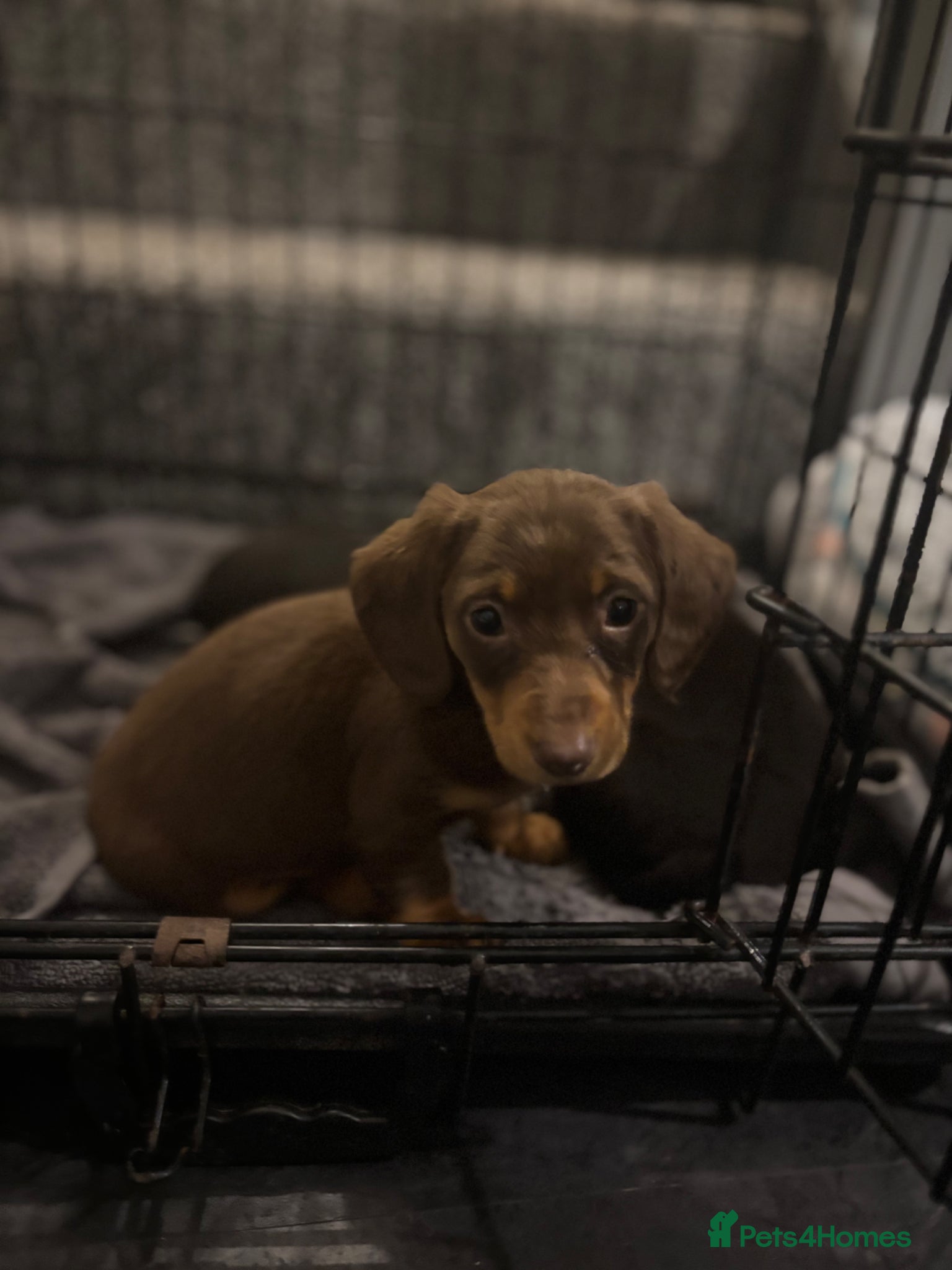 Miniature Dachshund dogs true tiny dachshunds! - Advert 6