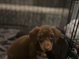 Miniature Dachshund dogs true tiny dachshunds! - Advert 6