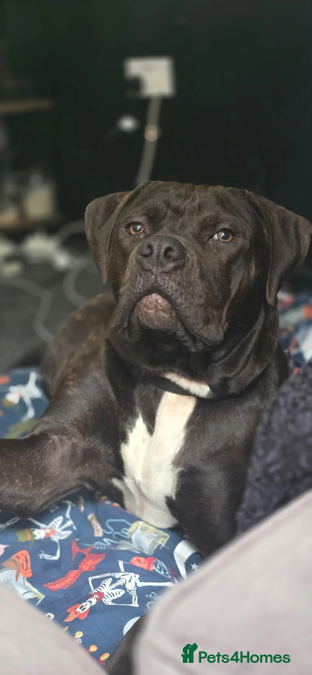Mixed Breed dogs for sale: 9 month old pup in Sheffield - Advert 1