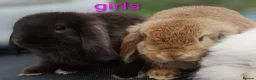 Mini Lop rabbits for sale: Pure mini lop Bunny ready from 12/06 - Advert 22