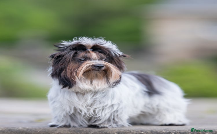 Yorkshire Terrier dogs in Glasgow - Advert 1