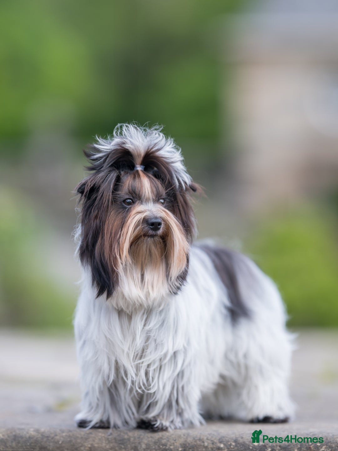 Yorkshire Terrier dogs for sale: Biewer Yorkshire terrier in Glasgow - Image 6