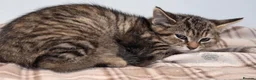 Mixed Breed cats for sale: Kittens For Sale - Advert 4