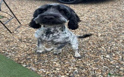 Cockapoo dogs for sale: Male Cockapoo - 8 weeks old  - Image 5