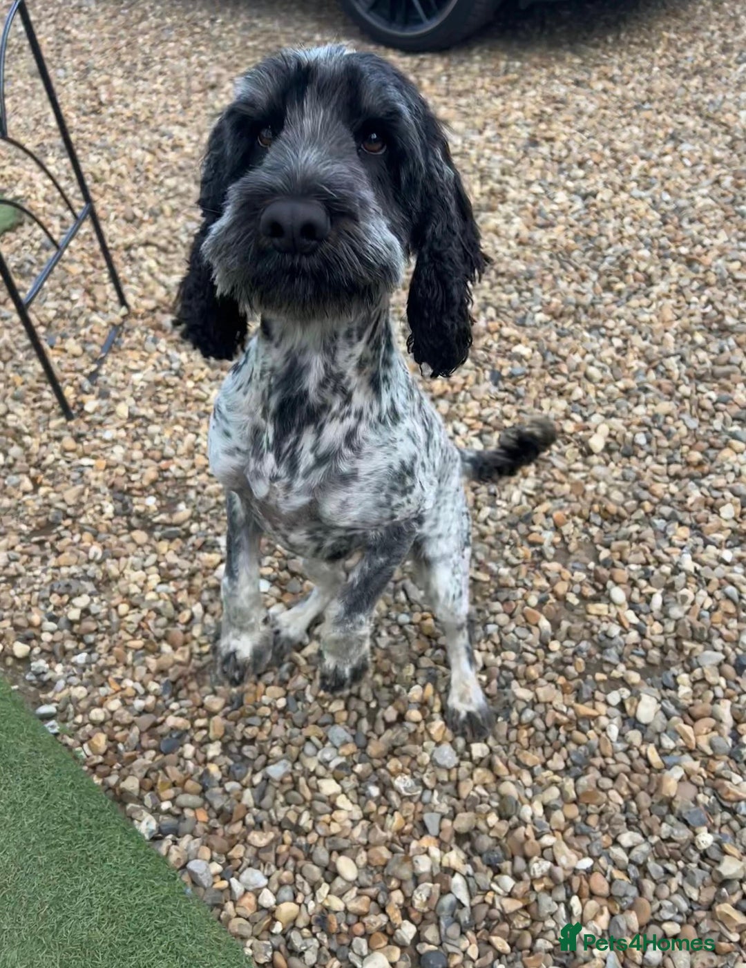 Cockapoo dogs for sale: Male Cockapoo - 8 weeks old  - Image 5