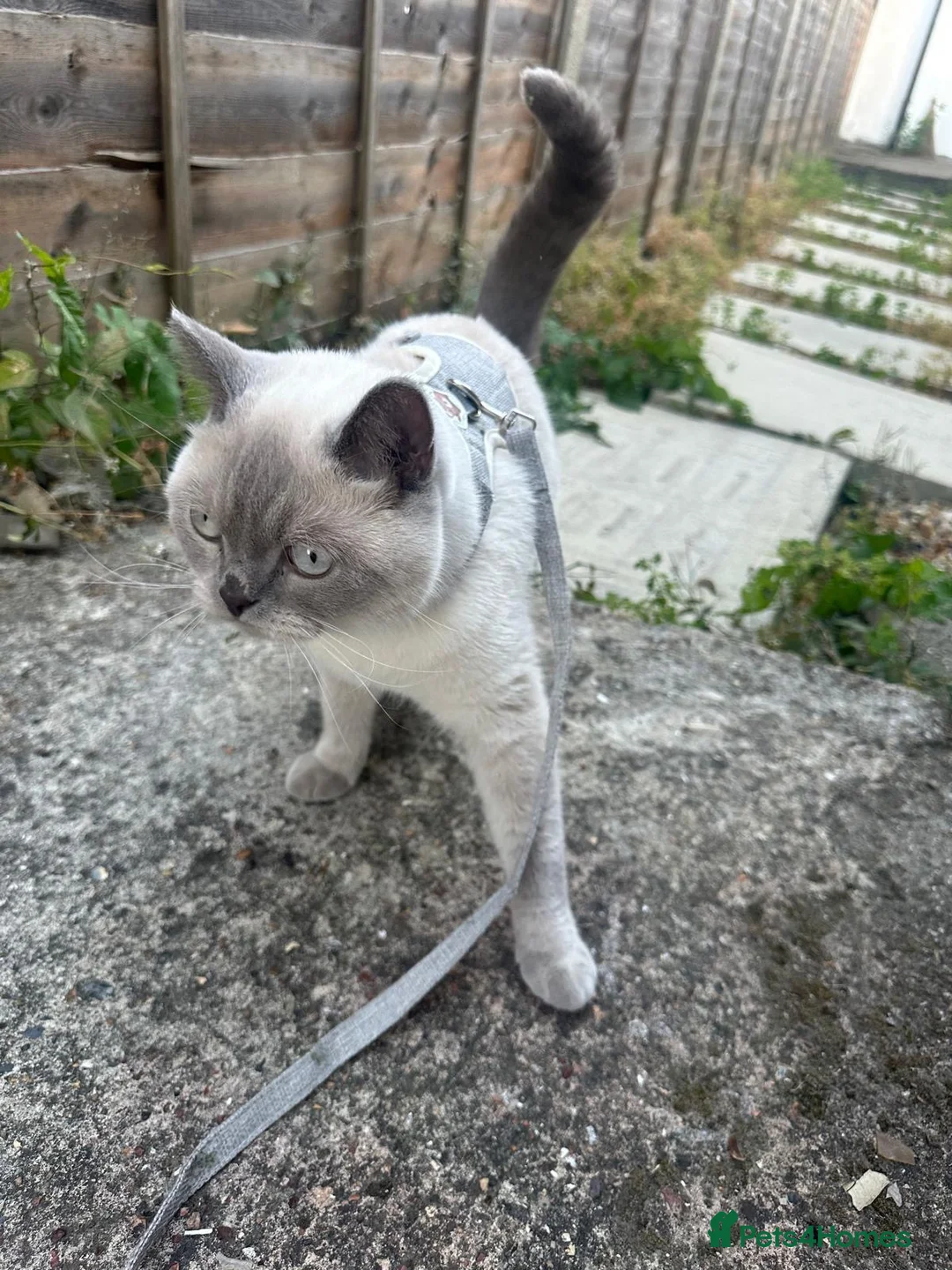 British Shorthair cats for sale: 💔 looking for a loving forever home for Aslan 🐾 in London - Advert 2