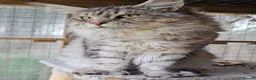Maine Coon cats for sale: TICA polydactyl maine coon boy - Advert 8