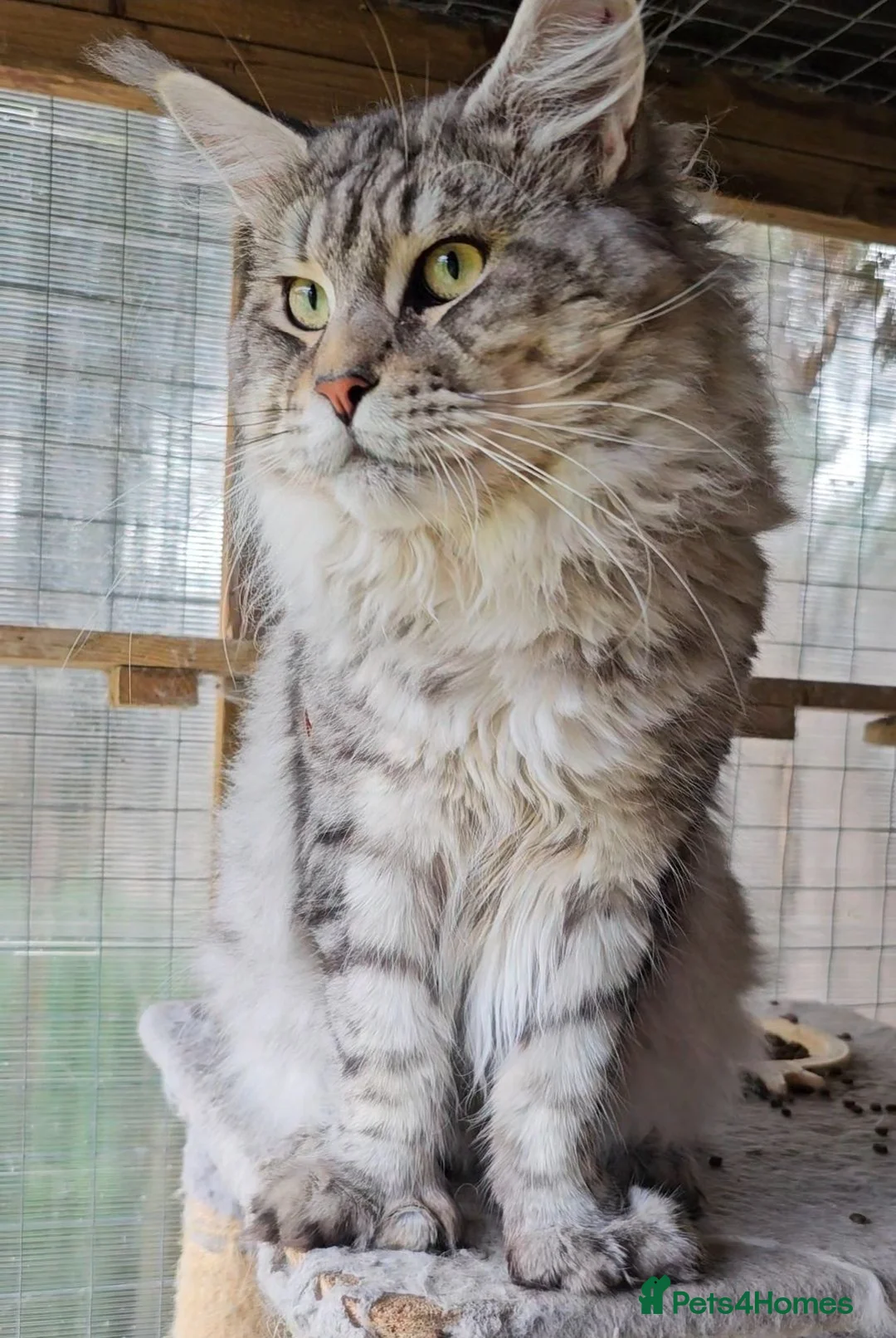 Maine Coon cats for sale: TICA polydactyl maine coon boy - Advert 8