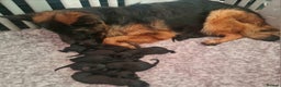 German Shepherd dogs for sale: KC, Top Quality Long Hair GSD Puppies  - Advert 13
