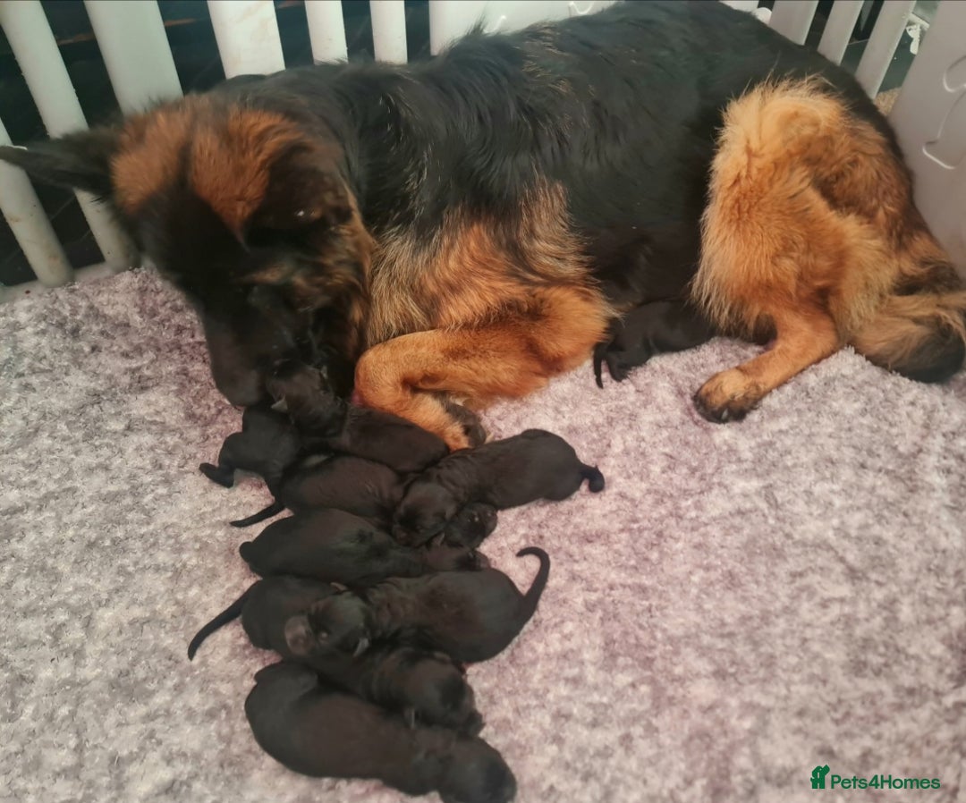 German Shepherd dogs for sale: KC, Top Quality Long Hair GSD Puppies  - Advert 13