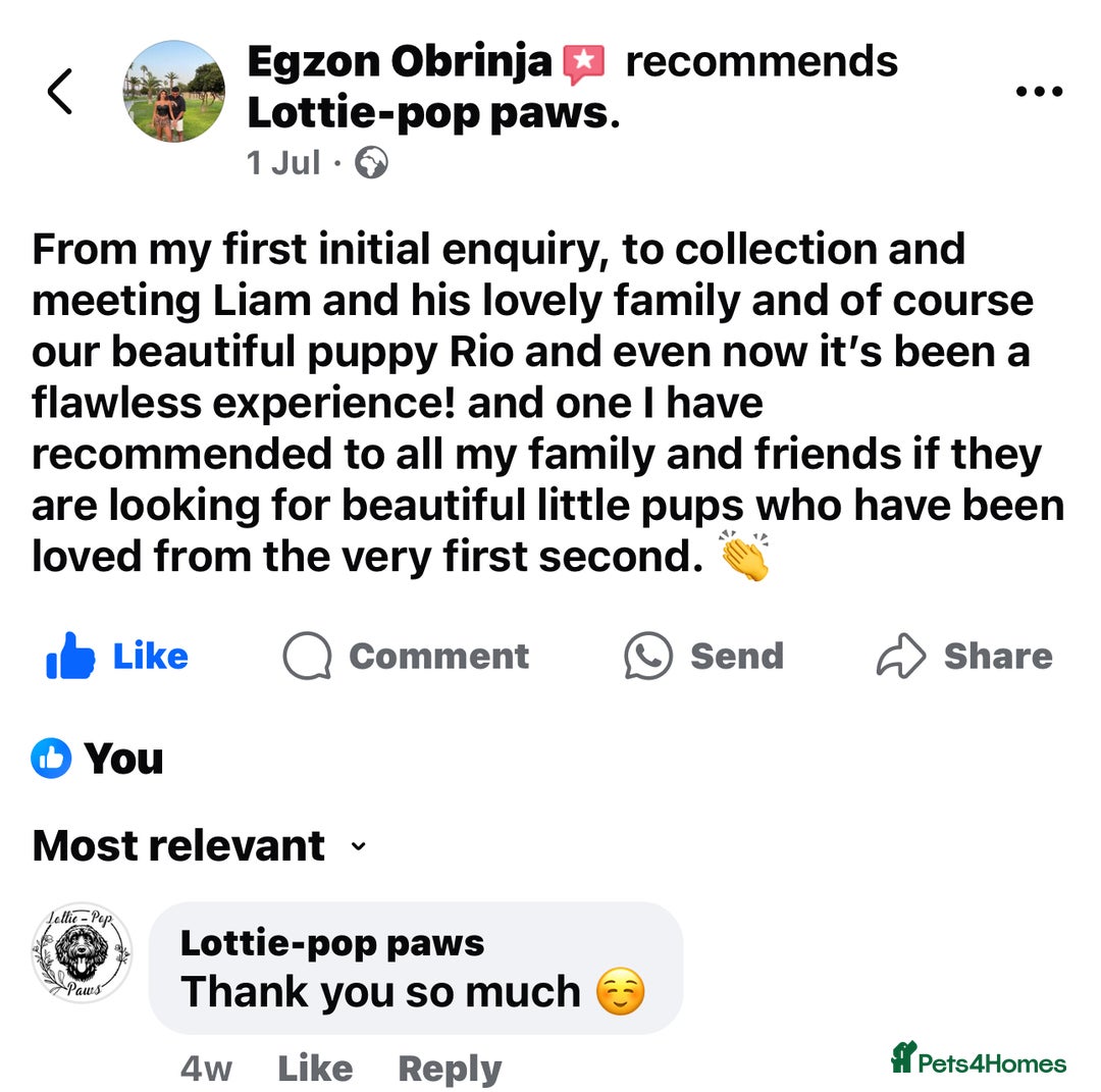 Cockapoo dogs for sale: Miniature Cockapoo Multi Generation  in Darwen - Image 33