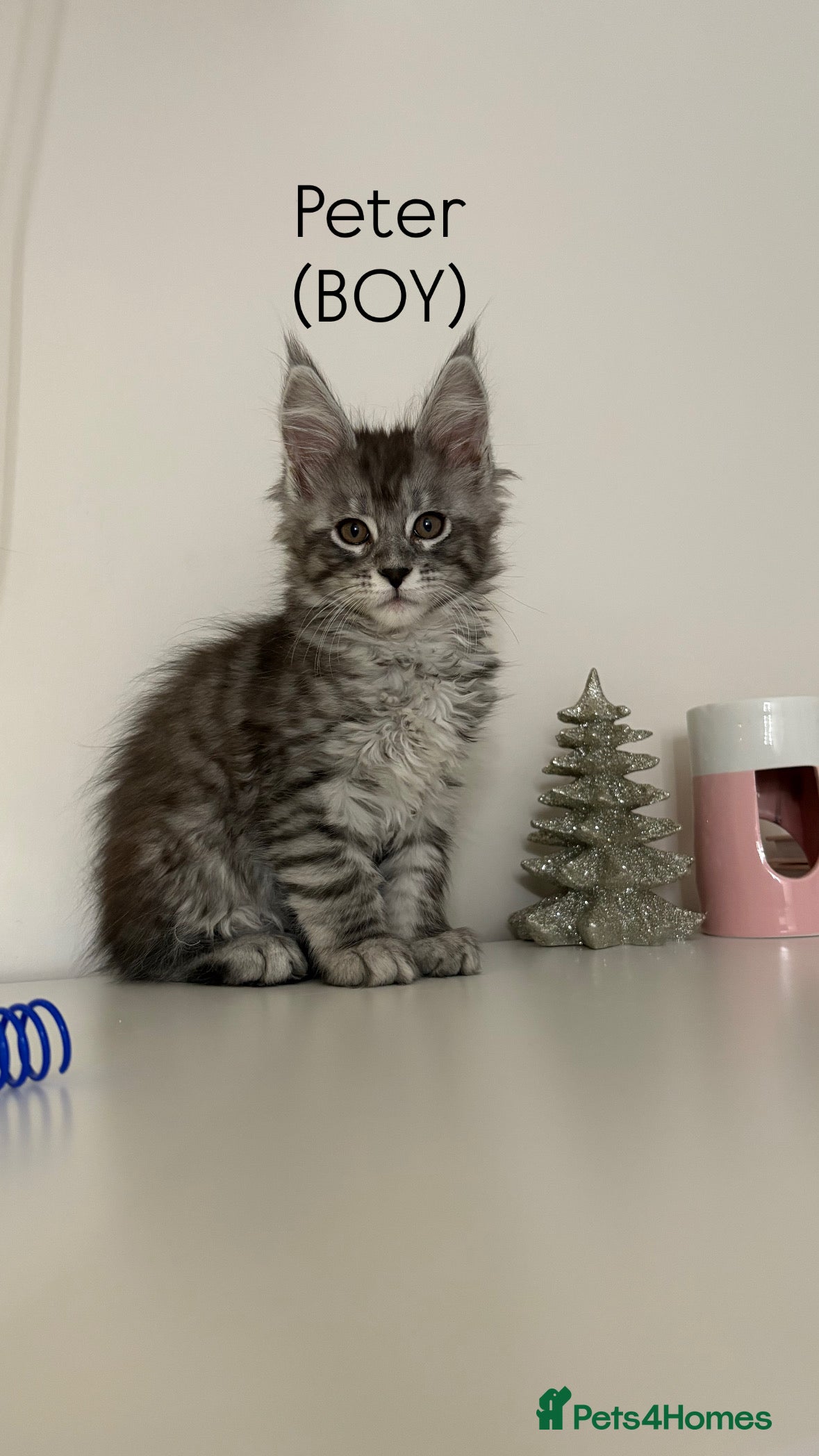 Maine Coon cats Pedigree registered Maine Coon - Advert 16