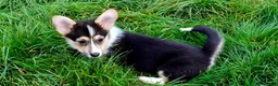 Welsh Corgi Pembroke dogs for sale: 1 boy 1 girl KC Pembroke Corgis  - Advert 22