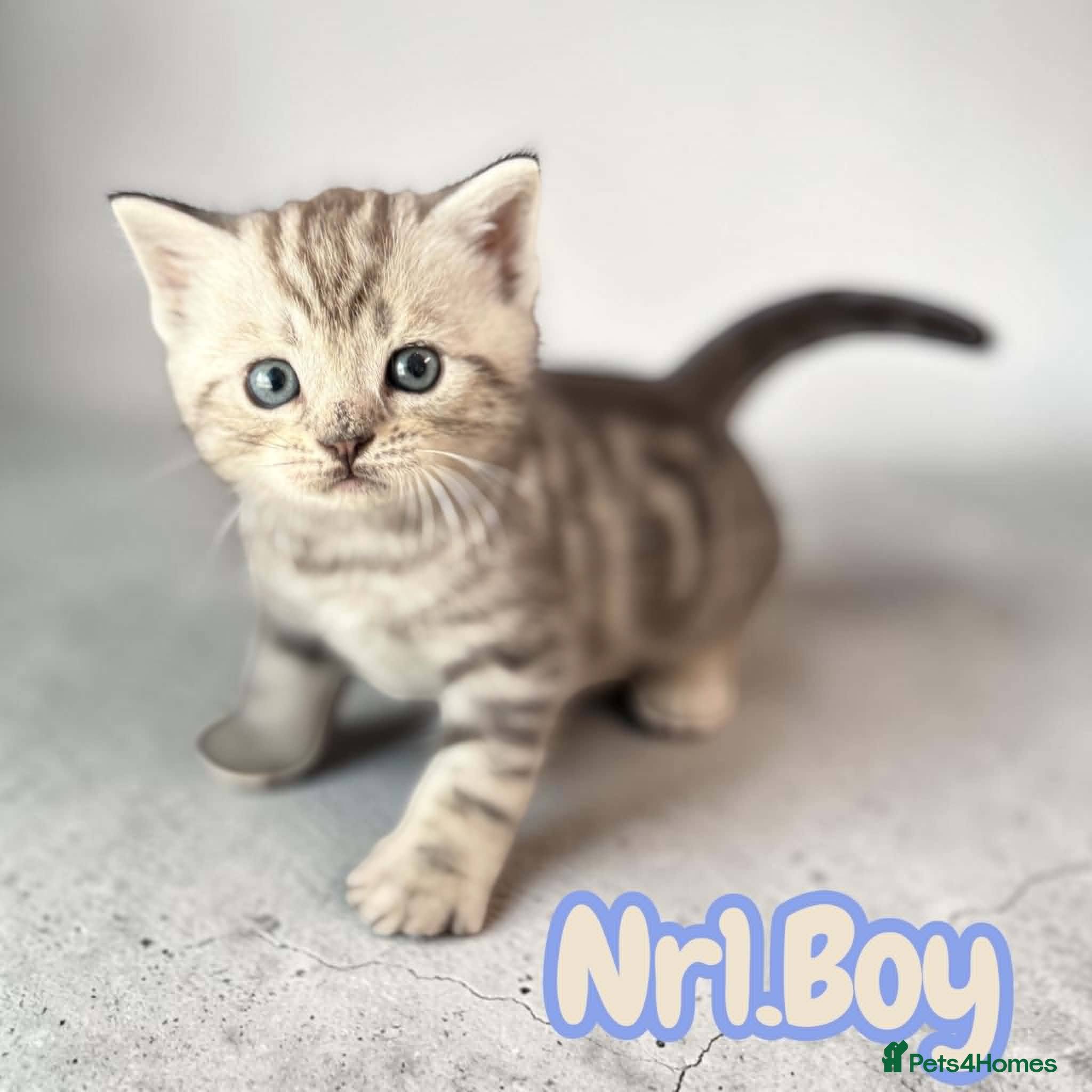 Scottish Fold Kitten 1