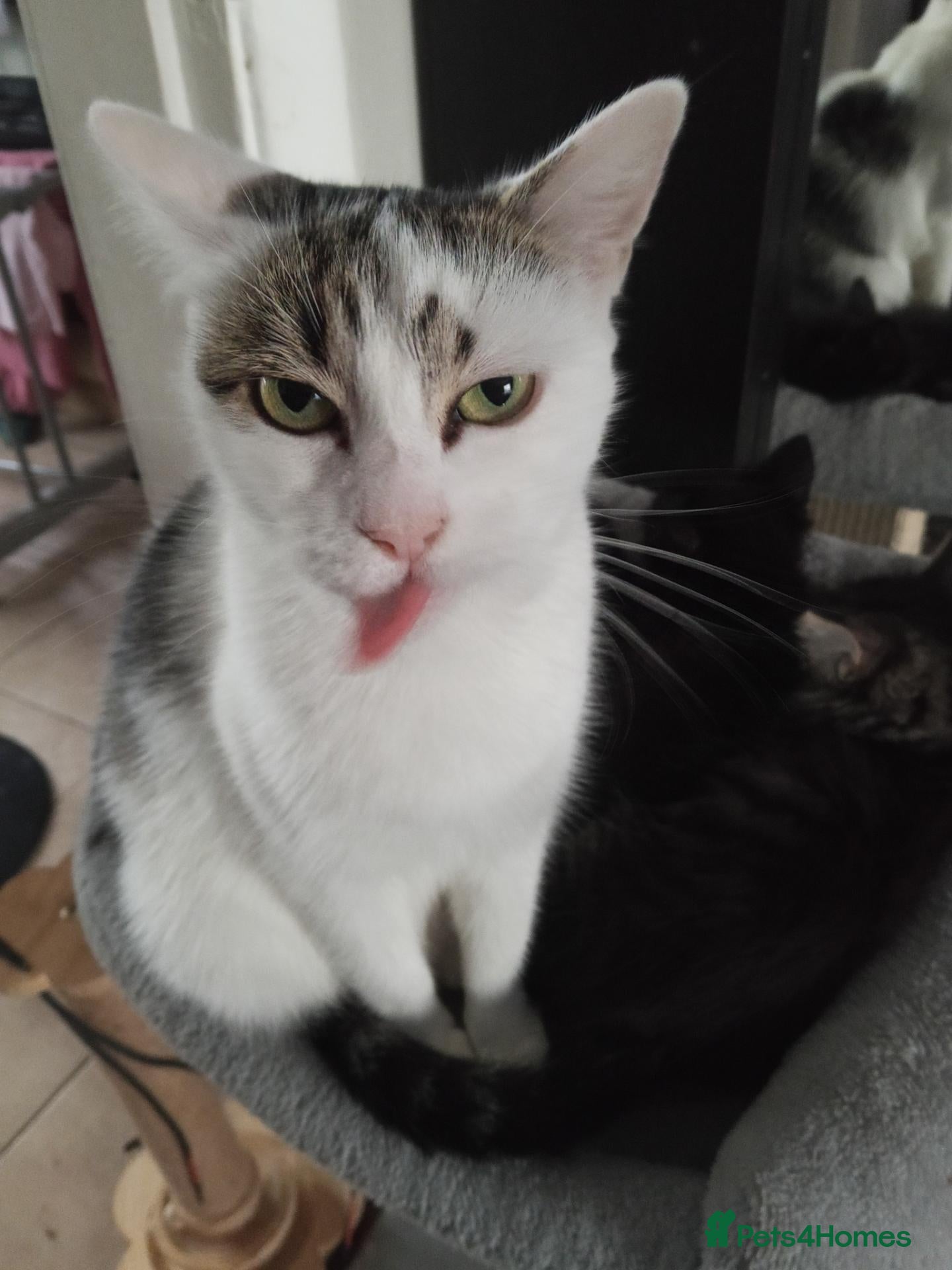 European cats FREE kittens - Advert 4