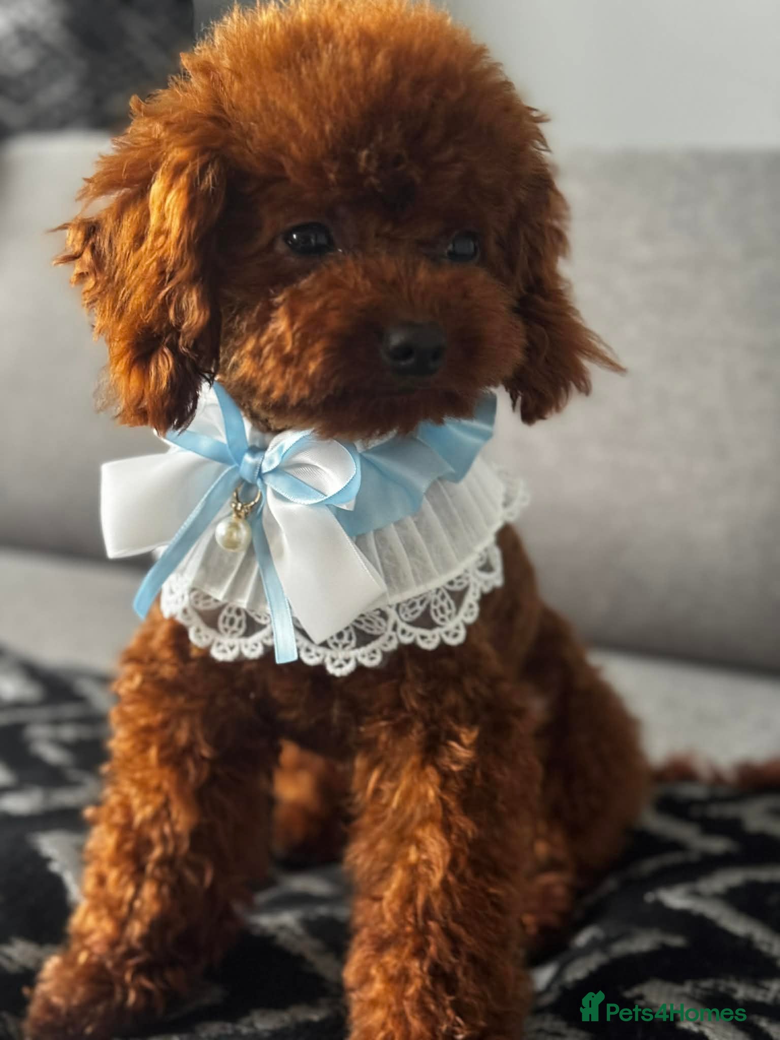 Toy Poodle dogs Beautiful Asian Toy Poodle - Advert 10