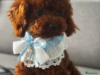 Toy Poodle dogs Beautiful Asian Toy Poodle - Advert 10