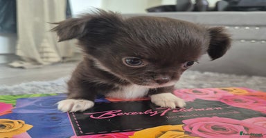 Chihuahua dogs - Advert 9