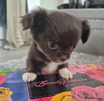 Chihuahua dogs - Advert 13