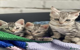 Bengal cats for sale: 🐾 Pedigree tica registered Bengal Kittens - Image 3