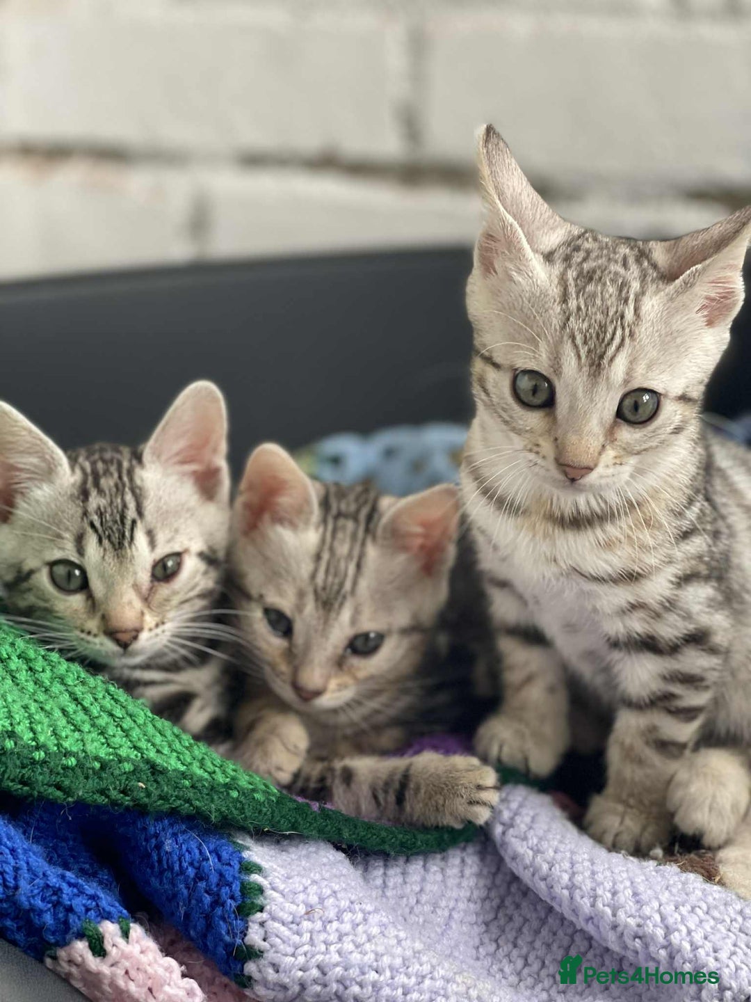 Bengal cats for sale: 🐾 Pedigree tica registered Bengal Kittens - Image 3