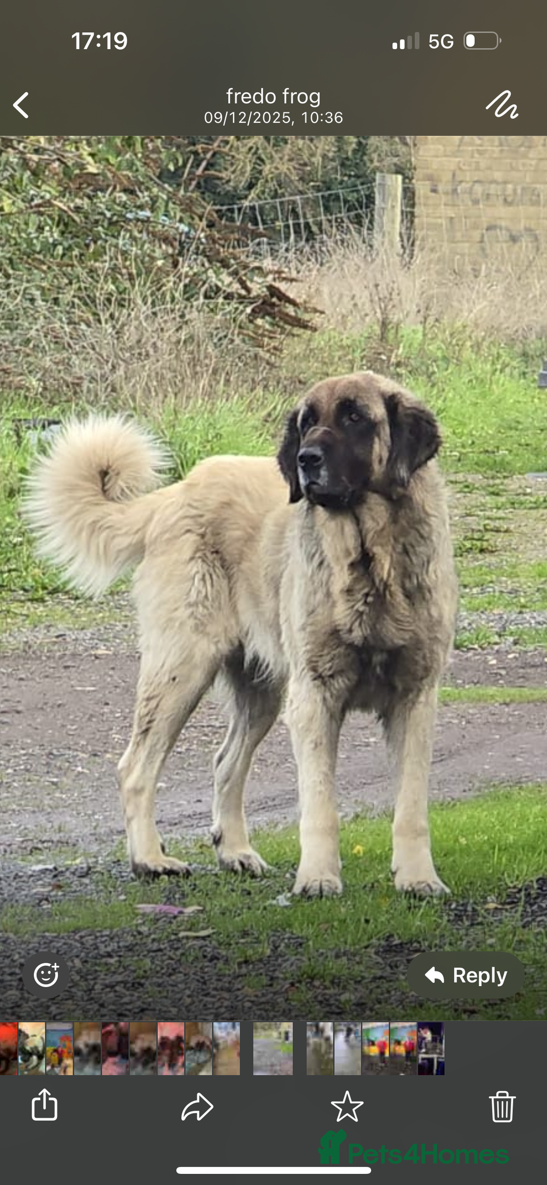 Anatolian Shepherd dogs for sale: Beautiful litter of stunning puppy’s  - Advert 3