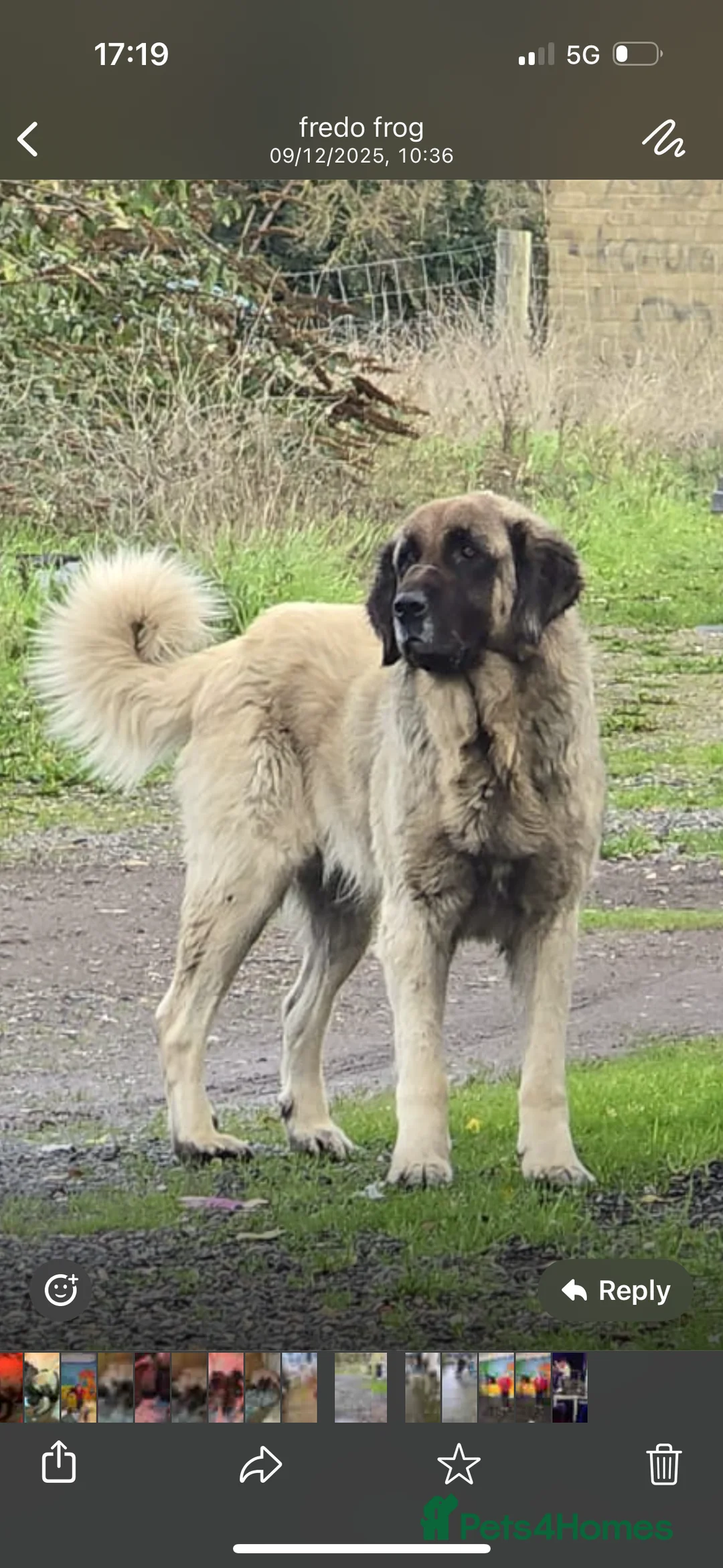 Anatolian Shepherd dogs for sale: Beautiful litter 5 girls left  - Advert 3
