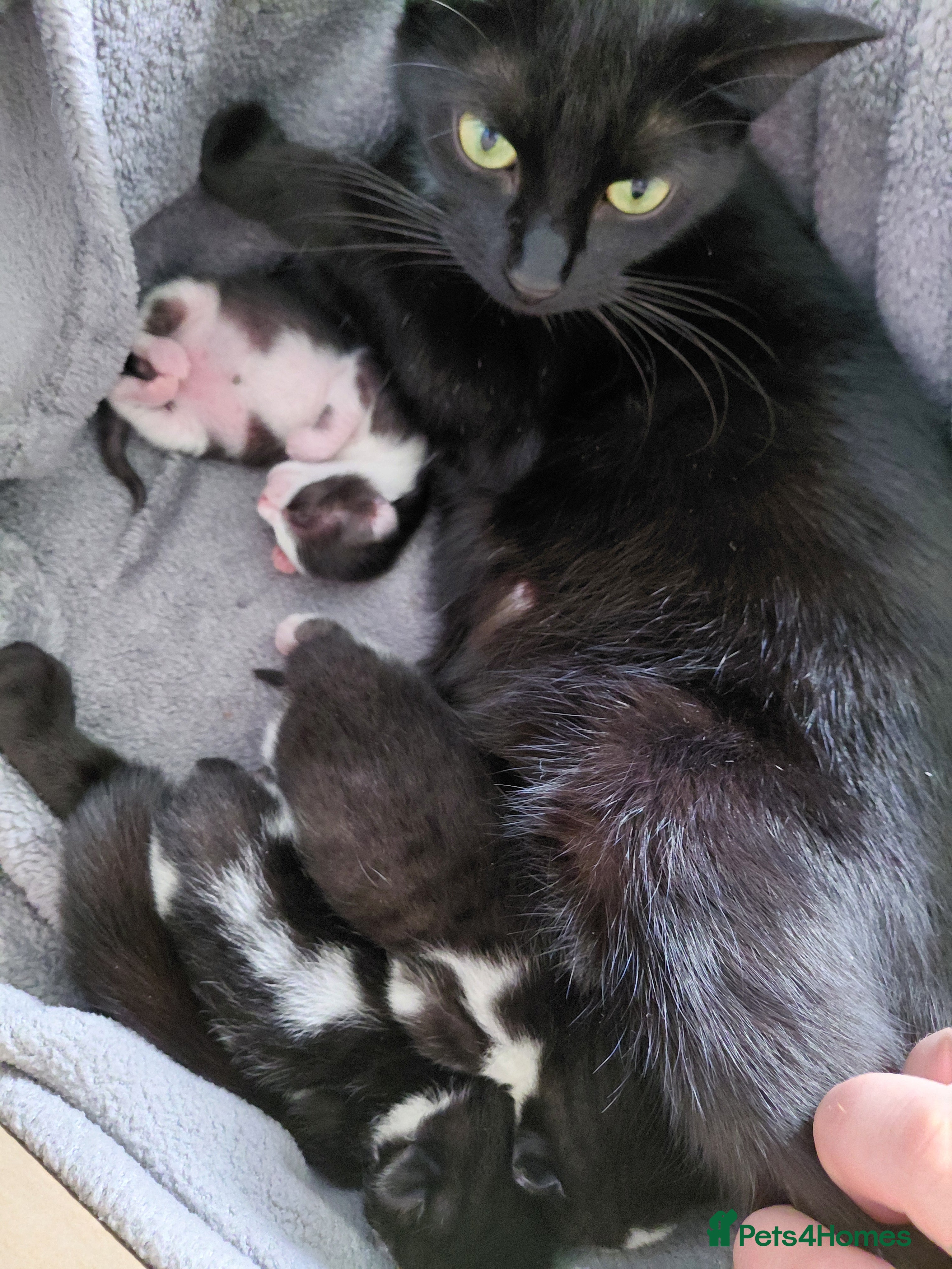 Mixed Breed cats Kittens in Blyth - Advert 2