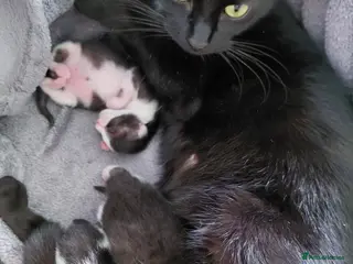 Mixed Breed cats Kittens in Blyth - Advert 12